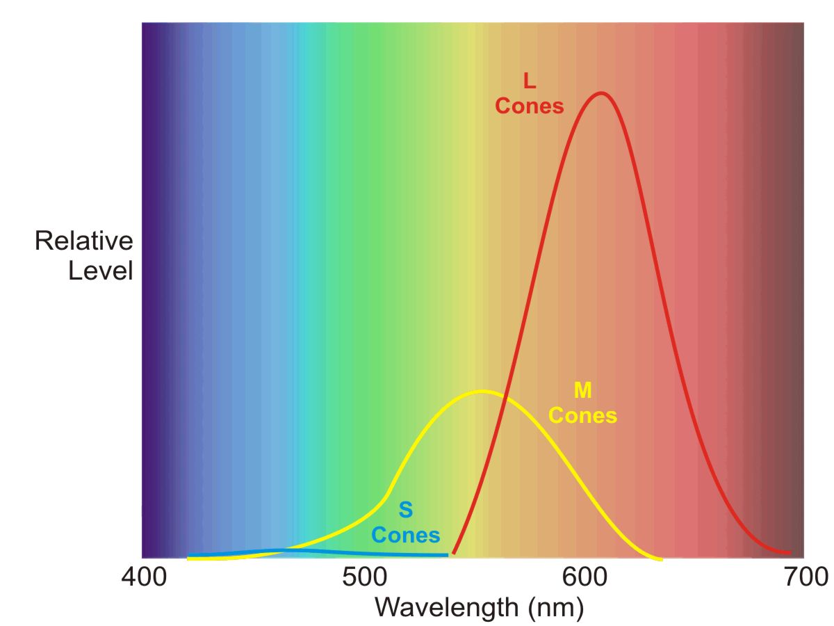 Cone L-M-S SEnsitivity